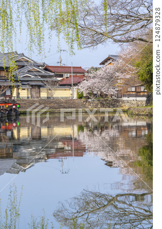 Cherry blossoms in full bloom and Hachimanbori (Omihachiman, Shiga Prefecture) 124879328