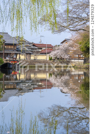 Cherry blossoms in full bloom and Hachimanbori (Omihachiman, Shiga Prefecture) 124879329