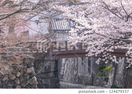 Cherry blossoms in full bloom and Hachimanbori (Omihachiman, Shiga Prefecture) 124879337