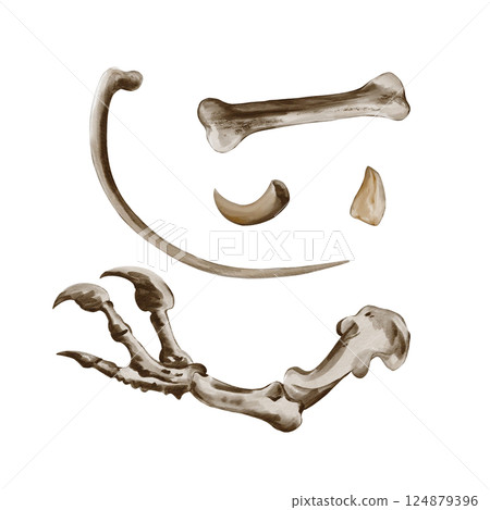 Set of bones and teeth. Clawed paw. Dinosaur or monster skeleton. Ancient fossils and old bones. Watercolor illustration without background. Hand drawing. Halloween decor. High quality illustration 124879396