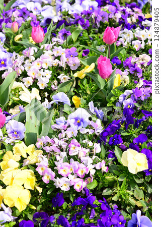 A spring flowerbed with a variety of flowers in full bloom A spring flowerbed with a variety of flowers in full bloom 124879405