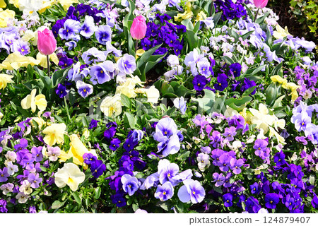 A spring flowerbed with a variety of flowers in full bloom A spring flowerbed with a variety of flowers in full bloom 124879407