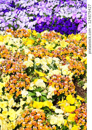 春季花壇，各種花朵盛開 124879427
