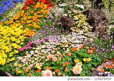 春季花壇,各種花朵盛開 春季花壇,各種花朵盛開 124879434