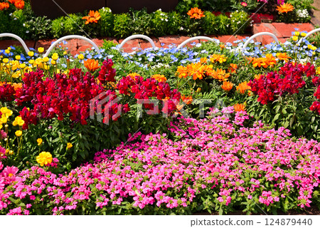 A spring flowerbed with a variety of flowers in full bloom 124879440