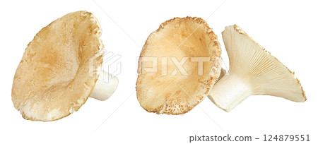 fresh milk cap boletus mushroom isolated on white background 124879551