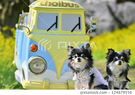 可愛的車輛和兩隻吉娃娃,盛開的櫻花和油菜花,春天的素材 可愛的車輛和兩隻吉娃娃,盛開的櫻花和油菜花,春天的素材 124879556