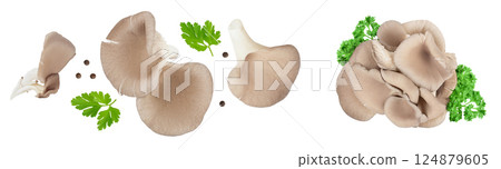 Oyster mushrooms isolated on white background with full depth of field. Top view. Flat lay 124879605