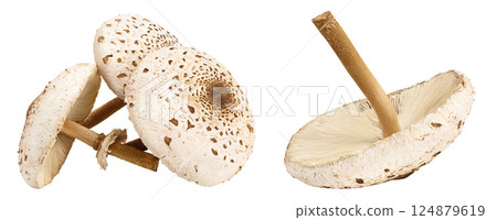 Parasol mushroom or Macrolepiota procera isolated on white background Parasol mushroom or Macrolepiota procera isolated on white background 124879619