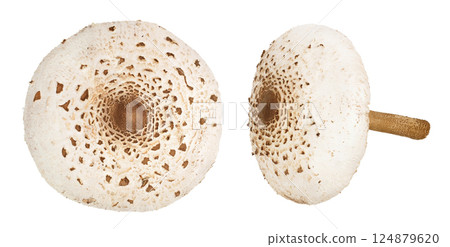 Parasol mushroom or Macrolepiota procera isolated on white background Parasol mushroom or Macrolepiota procera isolated on white background 124879620