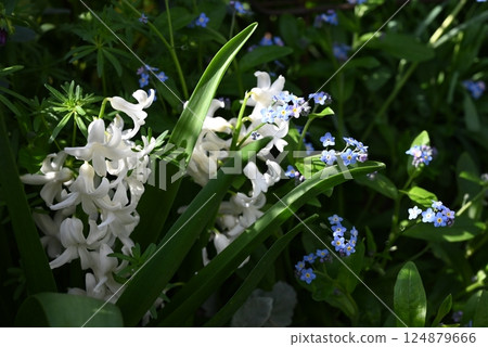 Hyacinth flowers blooming vibrantly in my garden 124879666