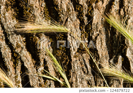 Grass Hordeum sp. Grass Hordeum sp. 124879722