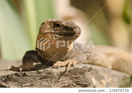Gran Canaria giant lizard. Gran Canaria giant lizard. 124879726