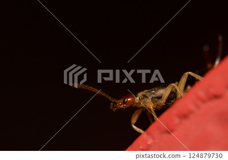 Male European earwig. Male European earwig. 124879730