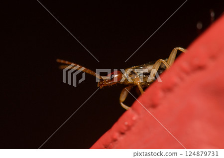 Male European earwig. 124879731