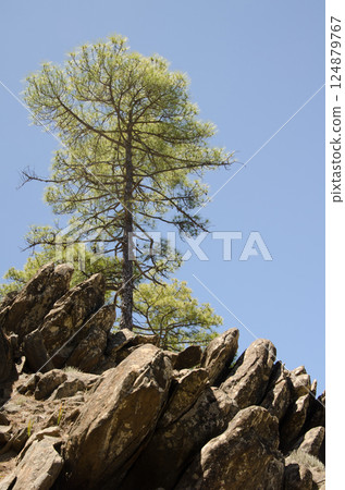 Canary Island pine. Canary Island pine. 124879767