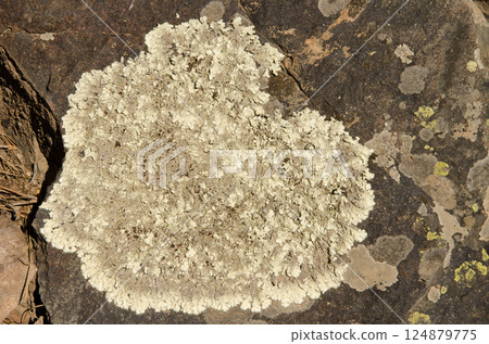 Lichen on a rock. Lichen on a rock. 124879775