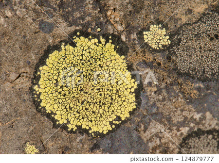 Map lichen Rhizocarpon geographicum. 124879777