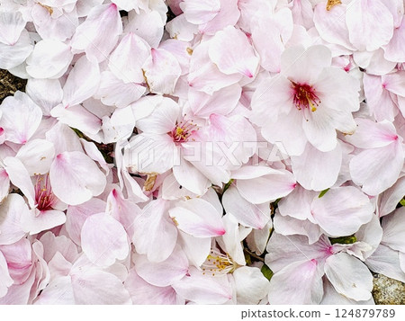 Cherry blossom petals 124879789