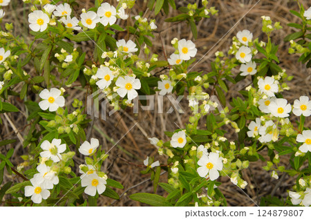 Montpellier cistus in flower. 124879807