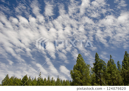 Cloudscape over a forest. Cloudscape over a forest. 124879820