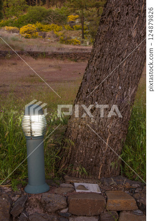 Illuminated lantern next to a tree trunk. 124879826