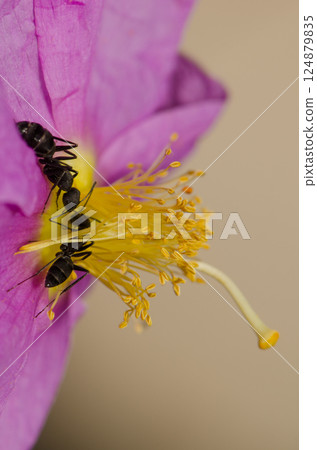 Ants Camponotus feae on a flower. 124879835