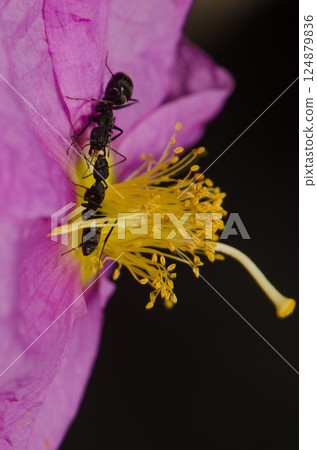 Ants Camponotus feae on a flower. 124879836