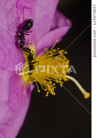 Ants Camponotus feae on a flower. Ants Camponotus feae on a flower. 124879837