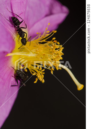 Ants Camponotus feae on a flower. 124879838