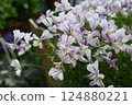 Viola flowers in full bloom at their peak 124880221