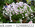 Viola flowers in full bloom at their peak 124880222