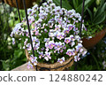 Viola flowers in full bloom at their peak 124880242