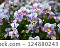 Viola flowers in full bloom at their peak 124880243