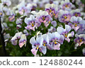 Viola flowers in full bloom at their peak 124880244