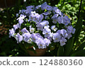 Viola flowers in full bloom at their peak 124880360