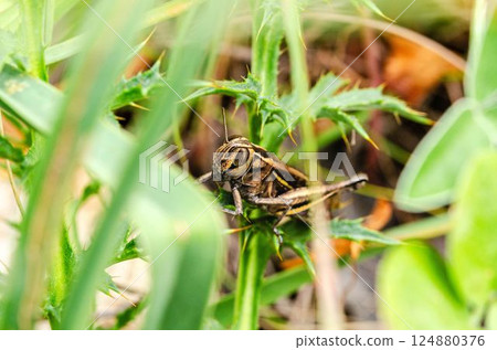 Vibrant Grasshopper Perched on Thistle in Wild Grass Vibrant Grasshopper Perched on Thistle in Wild Grass 124880376