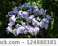 Viola flowers in full bloom at their peak 124880381