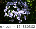 Viola flowers in full bloom at their peak 124880382