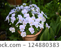 Viola flowers in full bloom at their peak 124880383