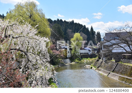 Spring in Takayama City, Gifu Prefecture, Japan. A view from the top of Nakabashi Bridge, a tourist attraction. Cherry blossoms in full bloom and the surrounding townscape. Beautiful blue sky and Miyagawa River. 124880400