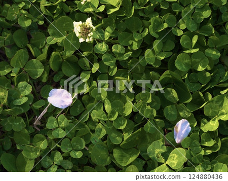 Cherry blossom petals that fell on the clover 124880436