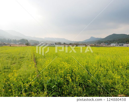 A garden of 1 million rapeseed flowers, Gozu, Matsushima-cho, Kamiamakusa City, Kumamoto Prefecture 124880438