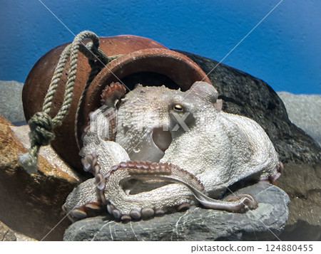 Octopus relaxing in an octopus pot 124880455