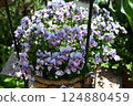 Viola flowers in full bloom at their peak 124880459