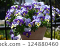 Viola flowers in full bloom at their peak 124880460