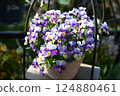 Viola flowers in full bloom at their peak 124880461
