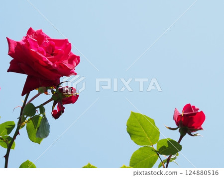 Red Rose Flower 124880516