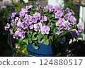 Viola flowers in full bloom at their peak 124880517