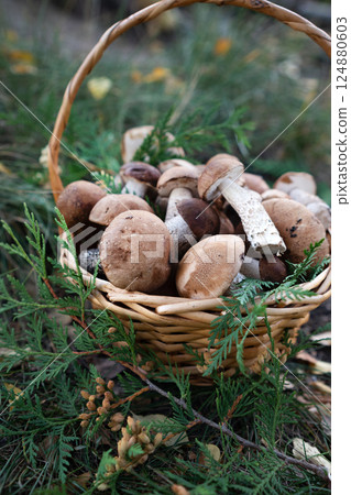 Cep or Boletus Mushroom growing on lush green moss in a forest, low angle view 124880603